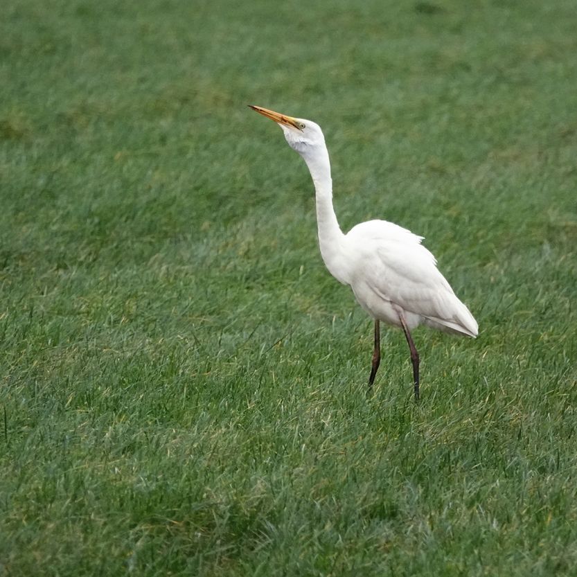mijn laatste grote zilverreiger van 2024 heeft net wat gevangen
