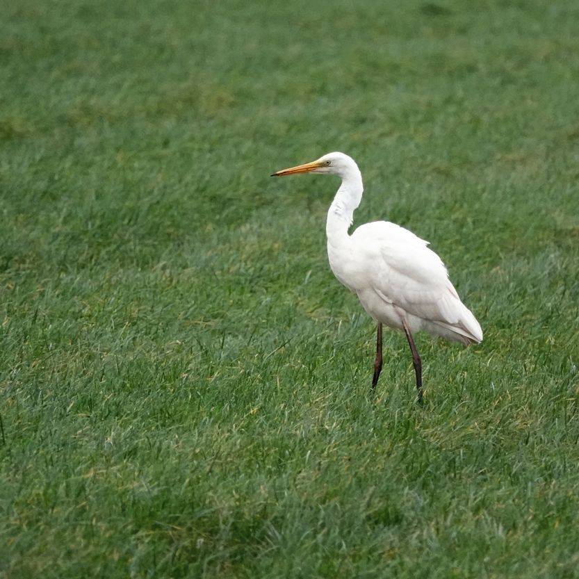mijn laatste grote zilverreiger van 2024
