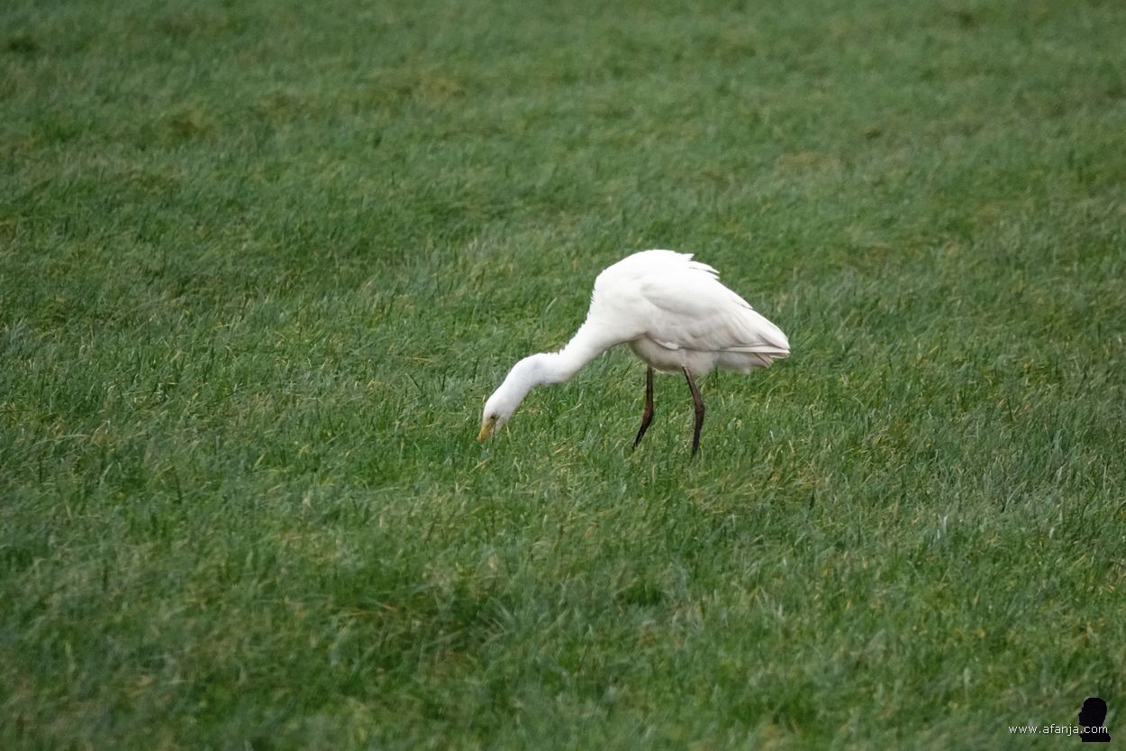 mijn laatste grote zilverreiger van 2024 kijkt of er nog wat te halen valt
