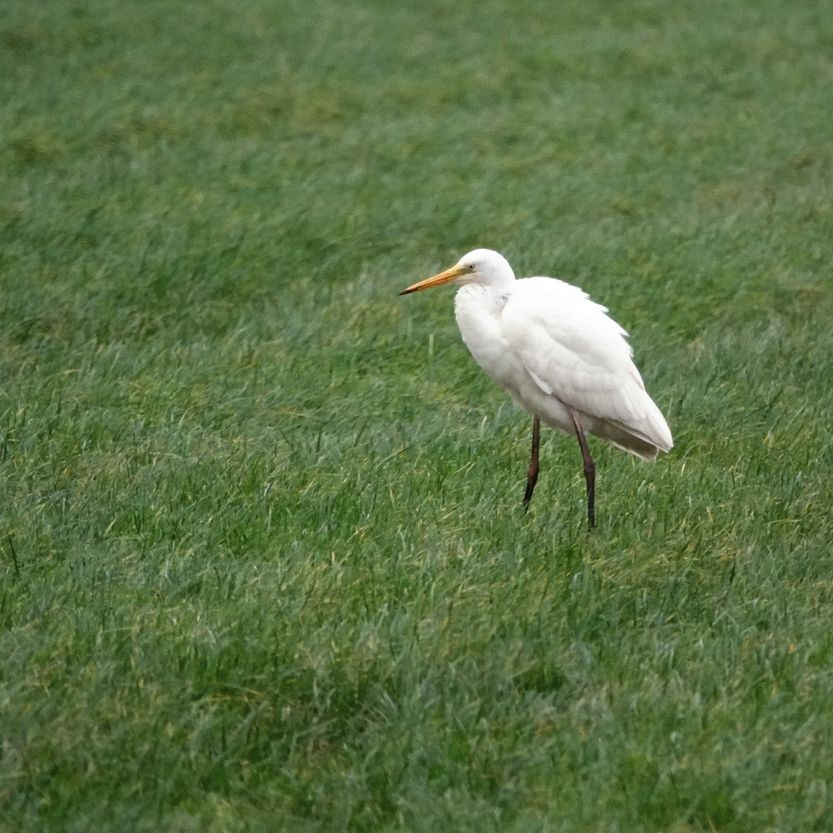 mijn laatste grote zilverreiger van 2024 duikt ineen