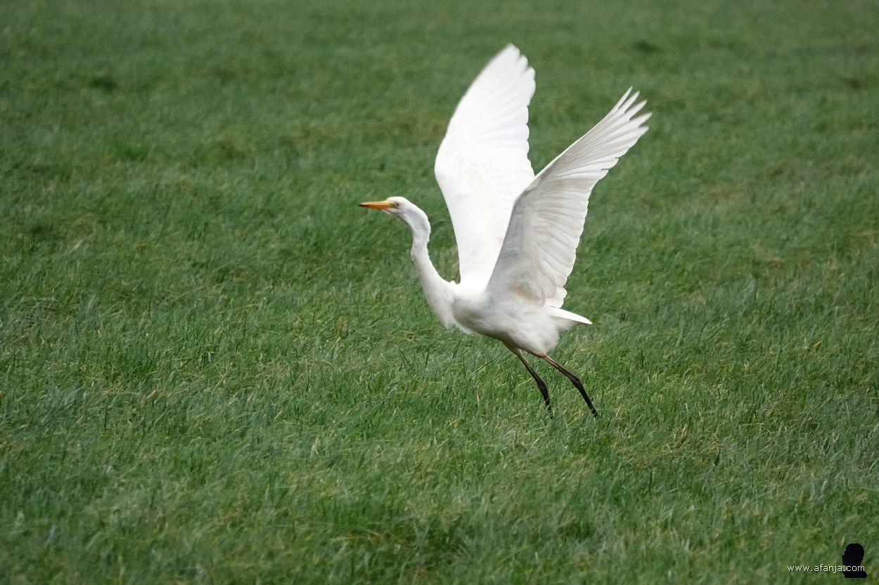 mijn laatste grote zilverreiger van 2024 vliegt er vandoor