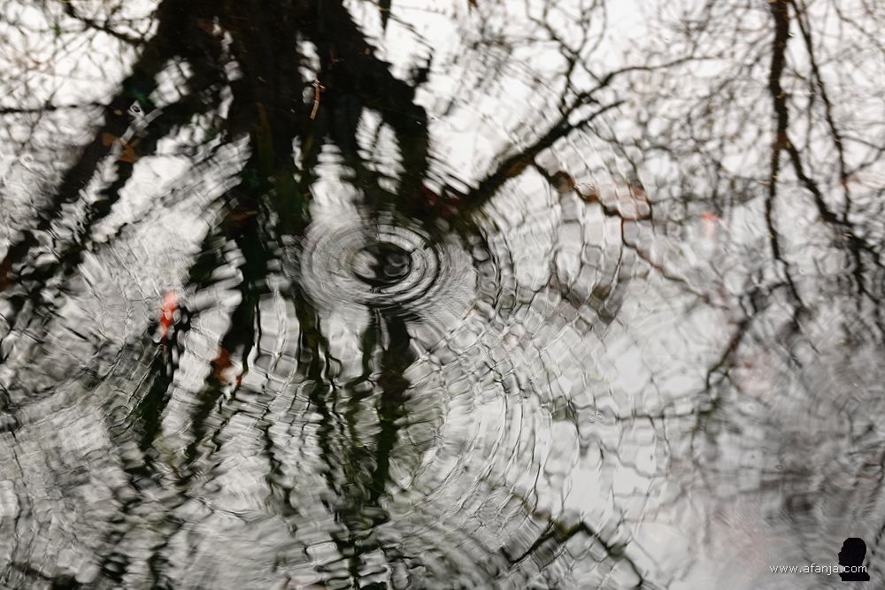 kringetjes van regendruppels in de vijver