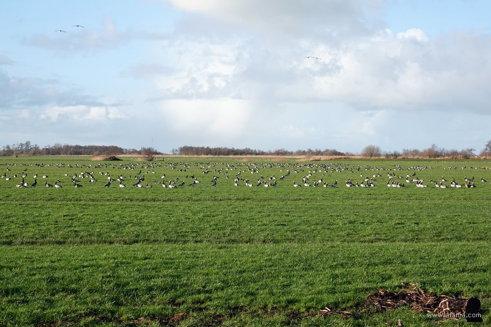 aan ganzen geen gebrek, veel weilanden zitten er vol mee