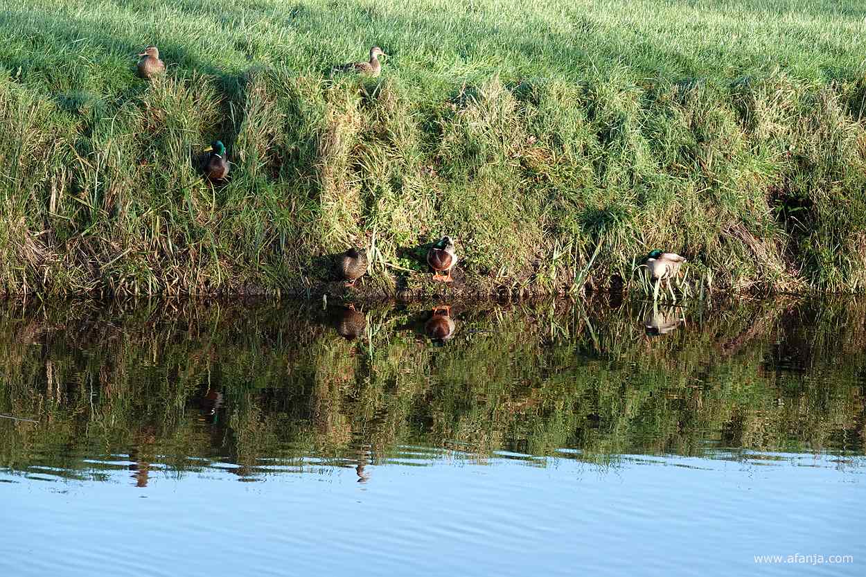 in de onderwal van een sloot lagen her en der eenden te genieten van de zon
