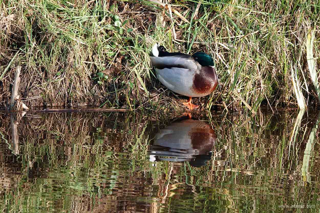 een woerd ligt te genieten in de onderwal
