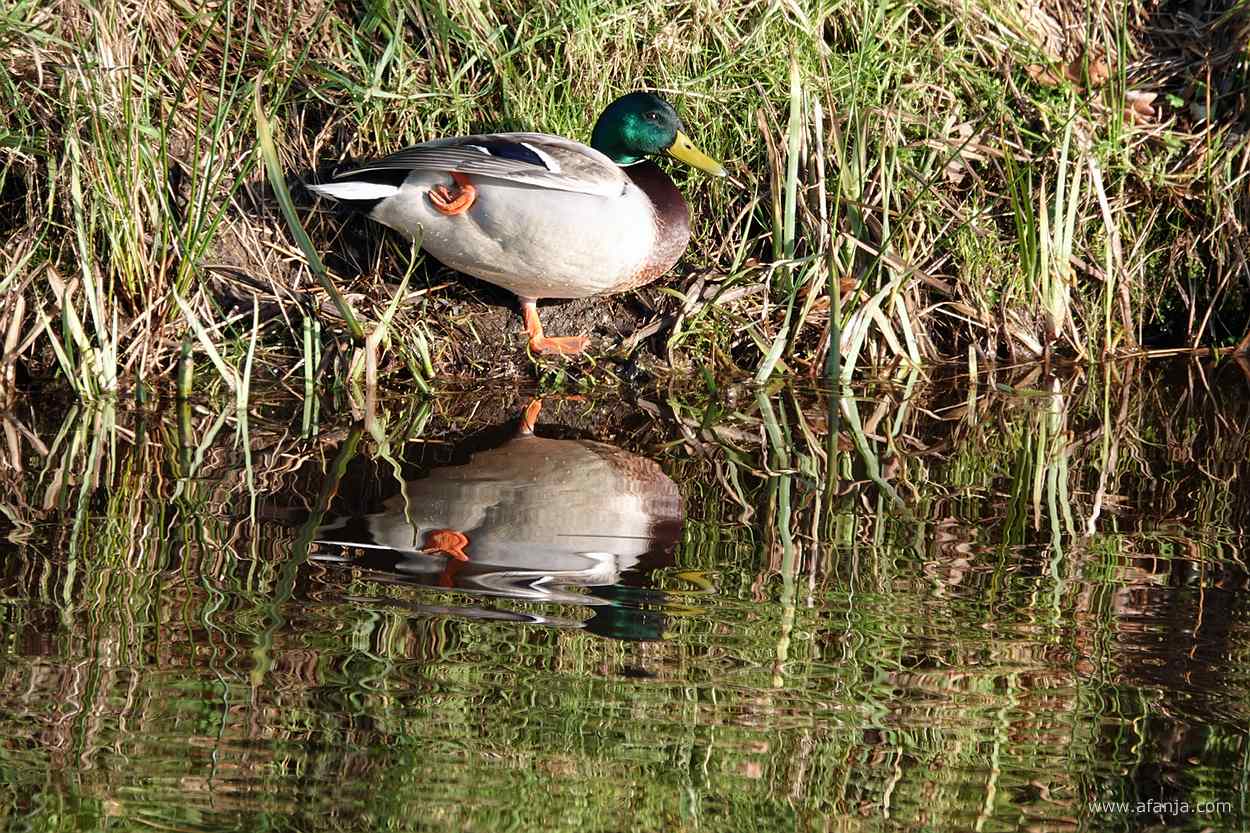 een woerd die in de onderwal lag komt overeind