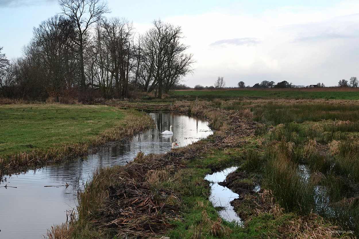 er zwemmen zwanen in deze sloot op It Eilân - januari 2025