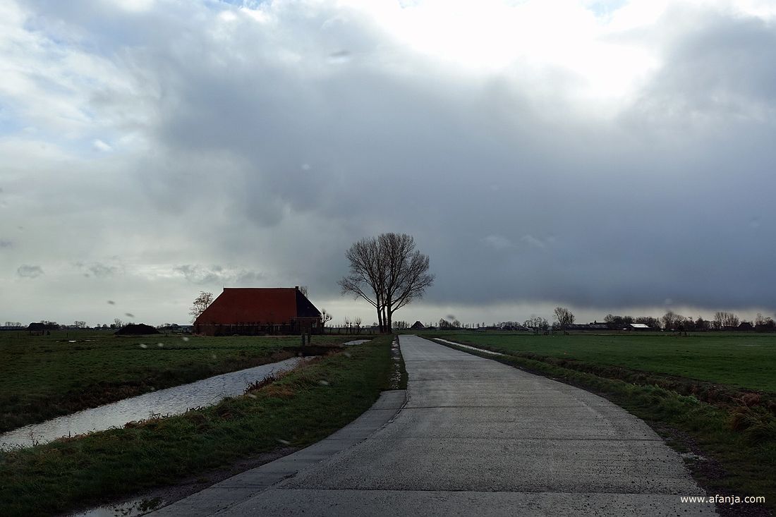 een smalle weg slingert door het weidelandschap van Fryslân met verderop een boerderij en drie bomen