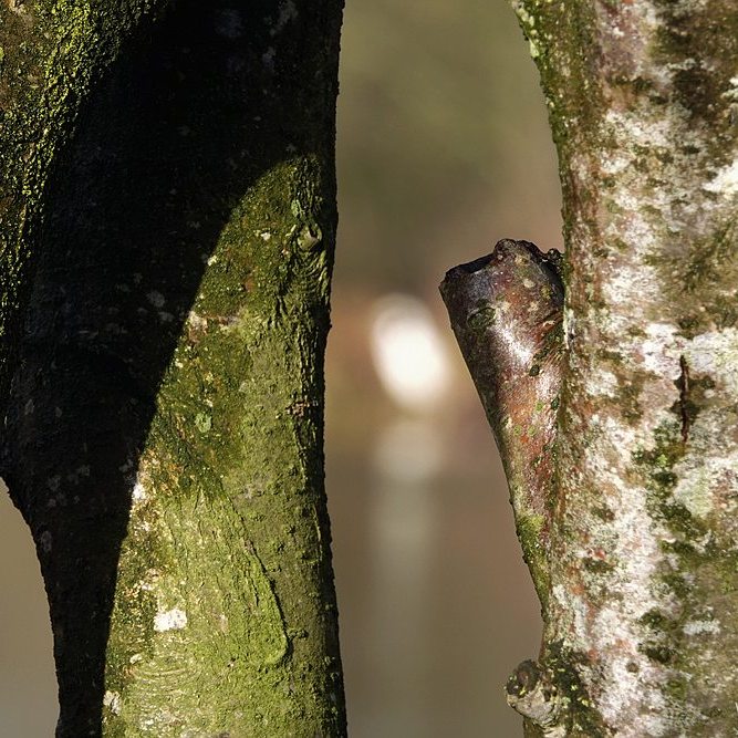 op de voorgrond boomstammetjes, op de achtergrond een vage witte vlek