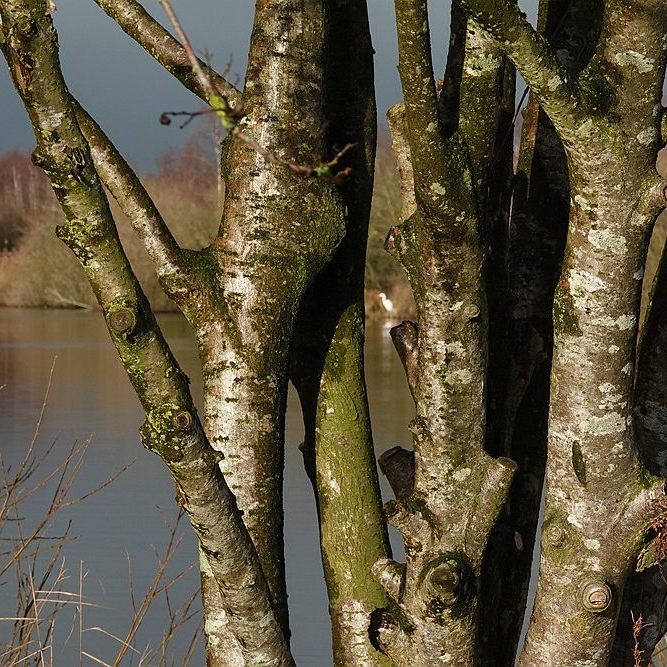 op de voorgrond is een aantal boomstammetjes te zien, op de achtergrond is water te zien met daarboven een donkere lucht, verder is er in het midden op de achtergrond een grote zilverreiger te zien
