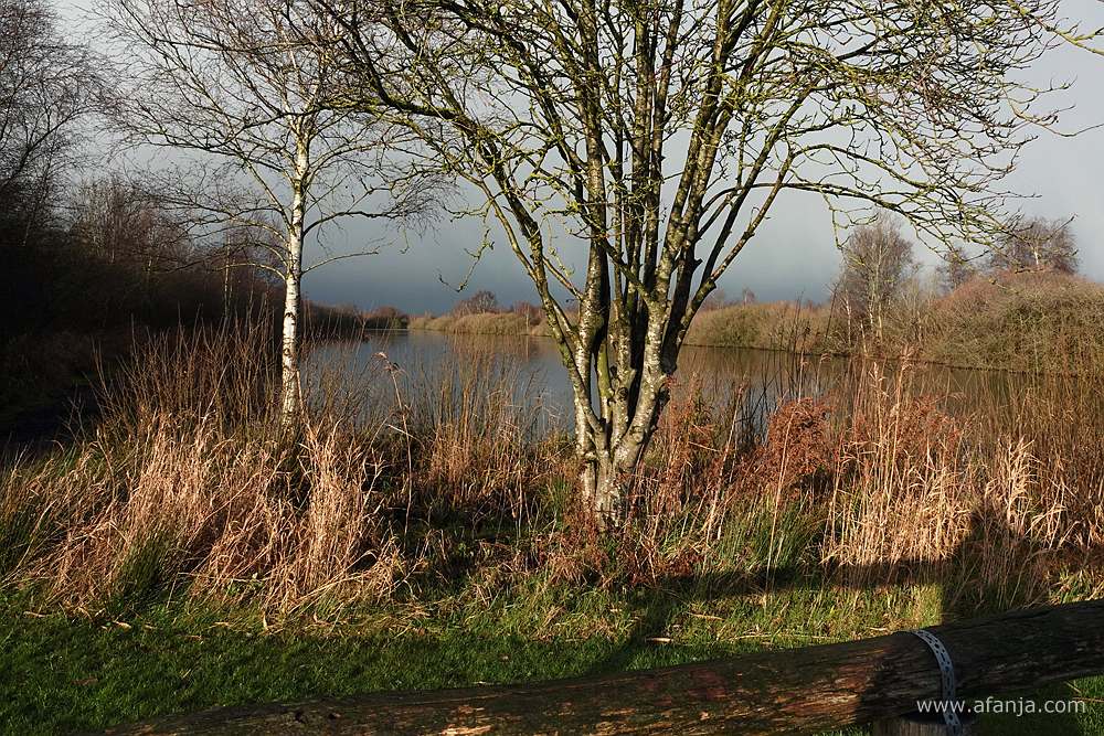 op de voorgrond staan twee boompjes met daartussen riet, op de achtergrond is water te zien met daarboven een donkere lucht