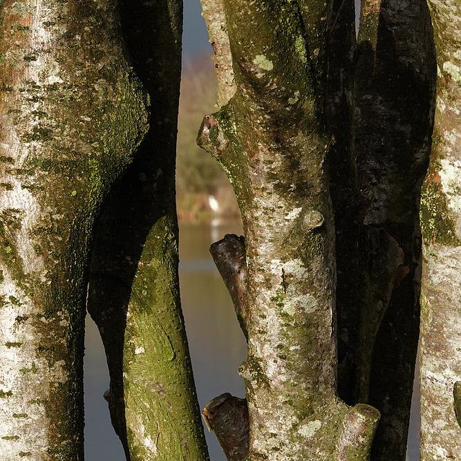 op de voorgrond boomstammetjes, op de achtergrond een vage witte vlek