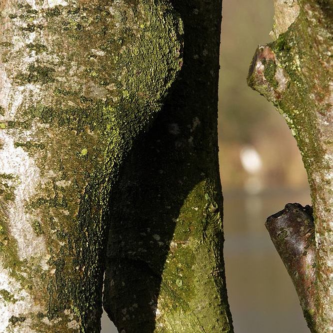 op de voorgrond boomstammetjes, op de achtergrond een vage witte vlek