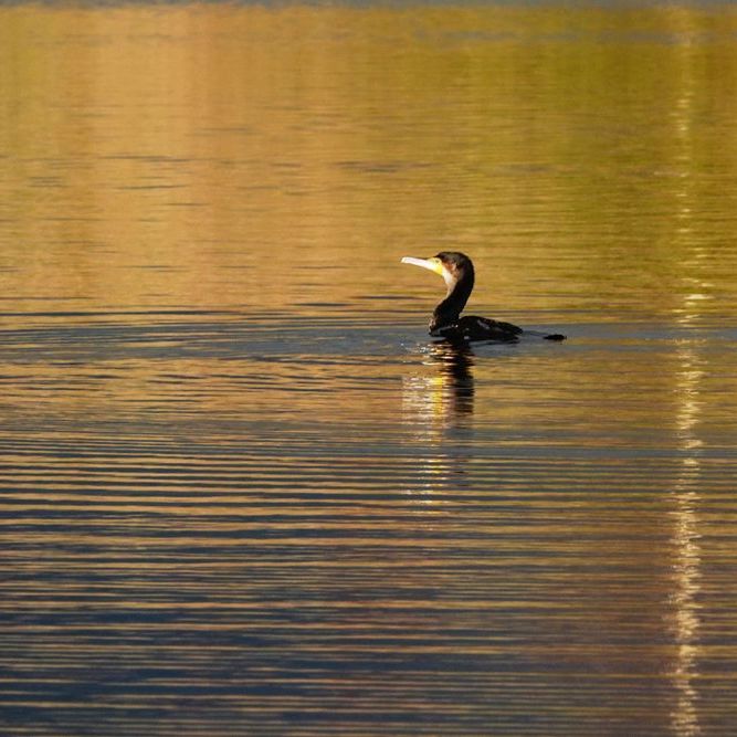 een aalscholver zwemt in een zee van goud
