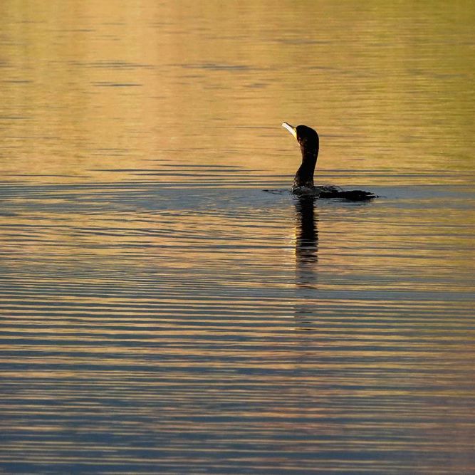 een aalscholver zwemt in een zee van goud