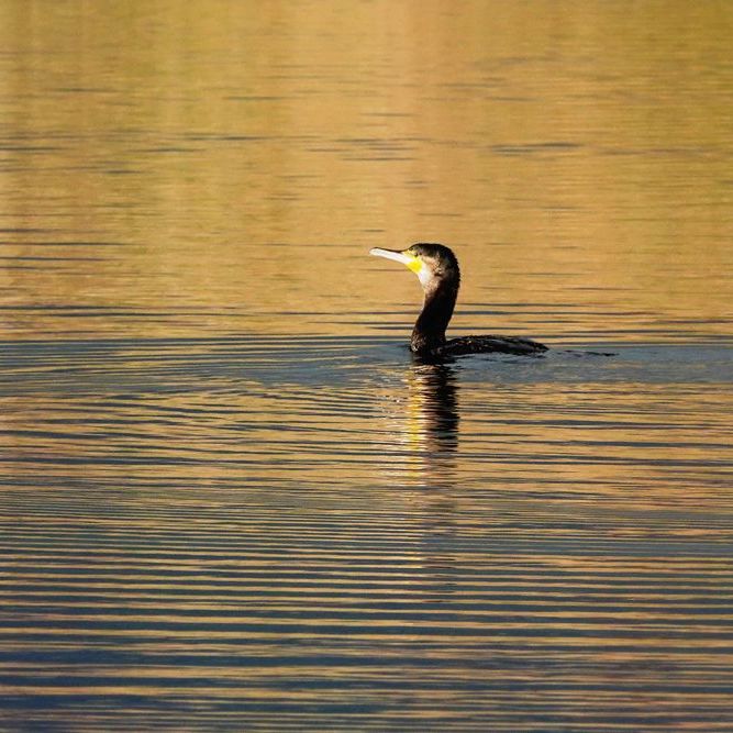 een aalscholver zwemt in een zee van goud