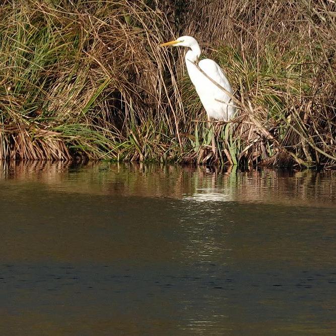 een grote zilverreiger staat aan de waterkant bij een petgat in De Deelen