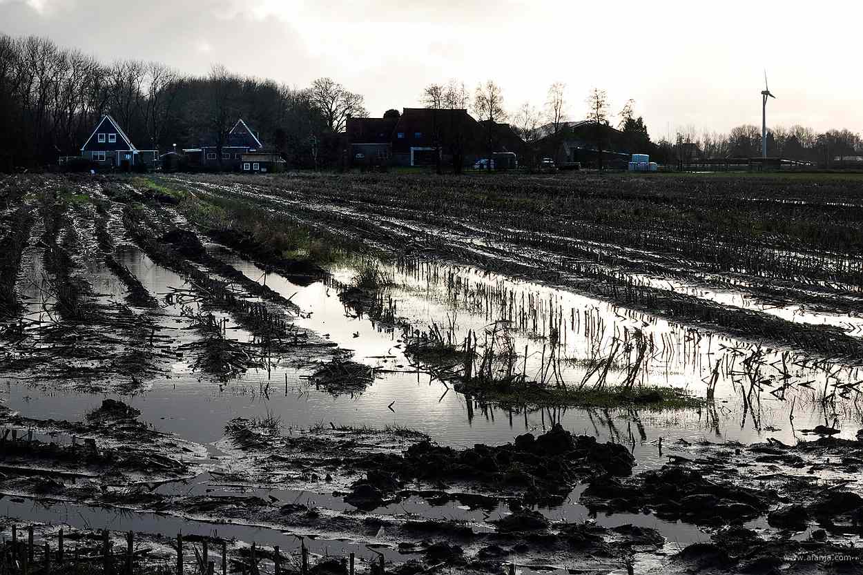 maisstoppels in een natte akker