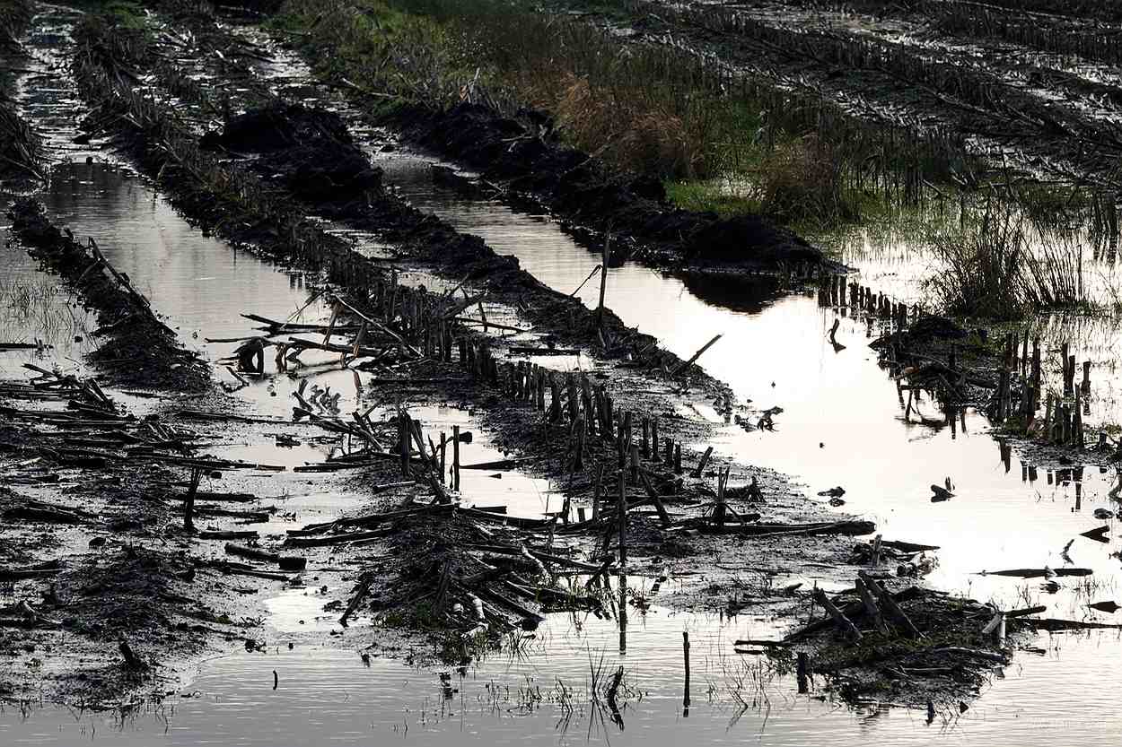 maisstoppels in een natte akker