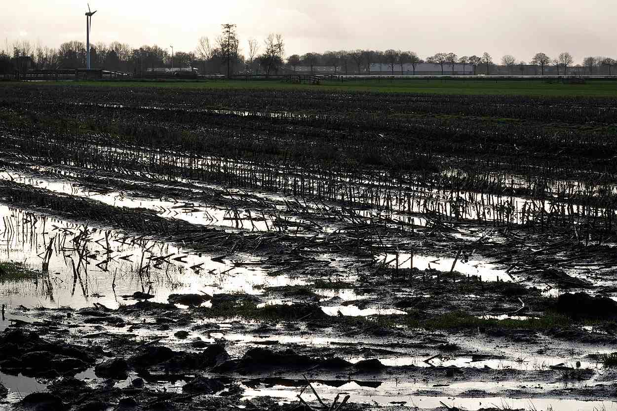 maisstoppels in een natte akker met in de verte een weg