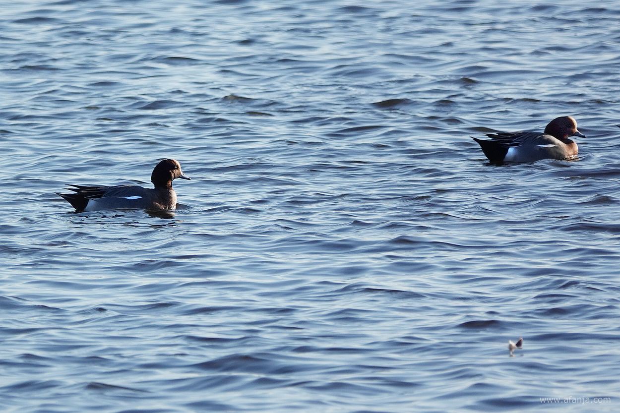 twee smienten in het water in de Jan Durkspolder