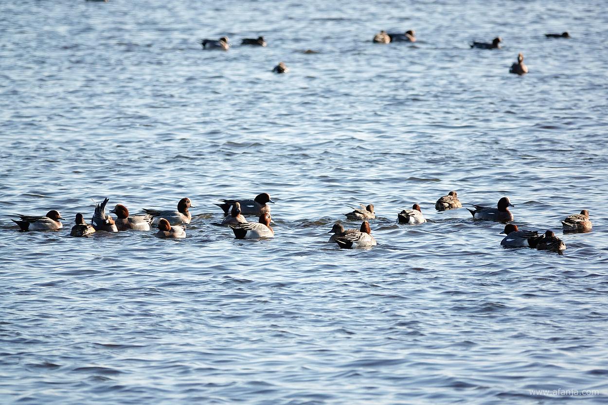 smienten in het water in de Jan Durkspolder