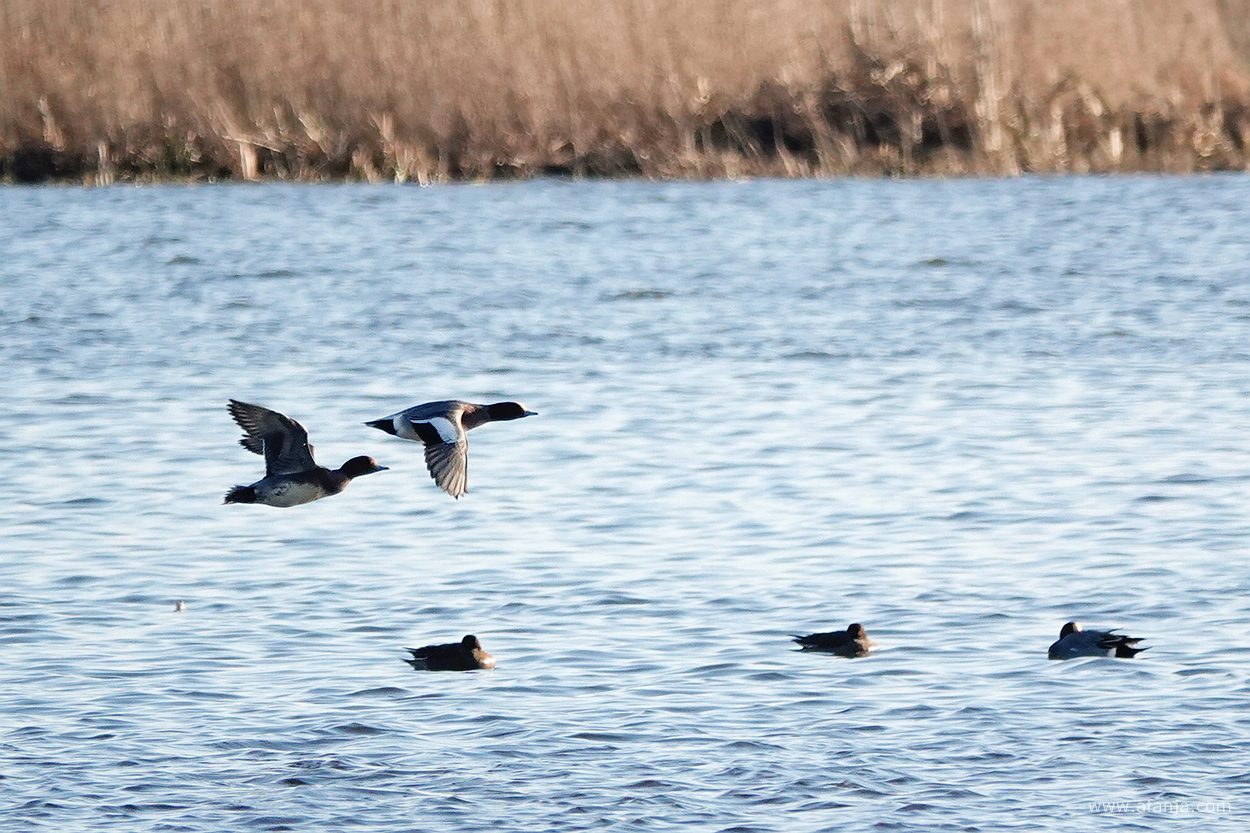 twee smienten vliegen in zuidwestelijke richting over het water in de Jan Durkspolder