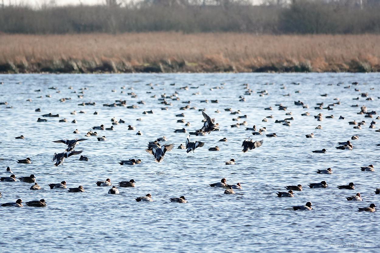 een aantal smienten landt tussen ander smienten in de Jan Durkspolder