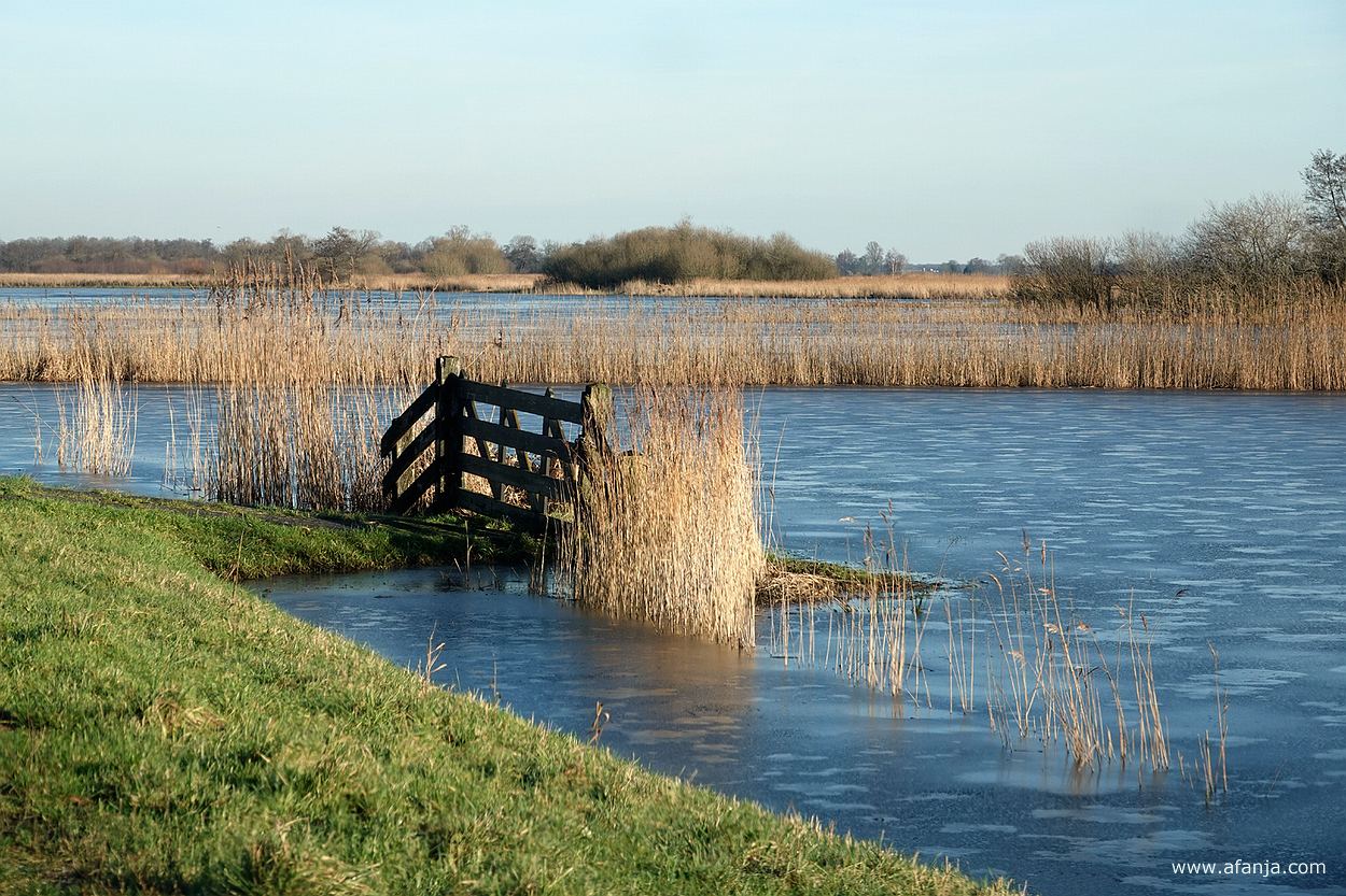 een hek en riet in een dun laagje ijs