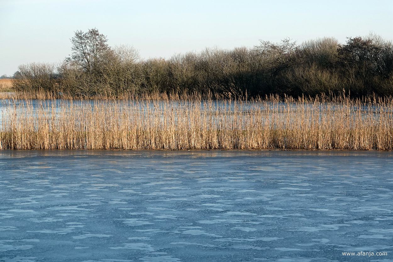 een rietstrookje in een dun laagje ijs met op de achtergrond struikgewas