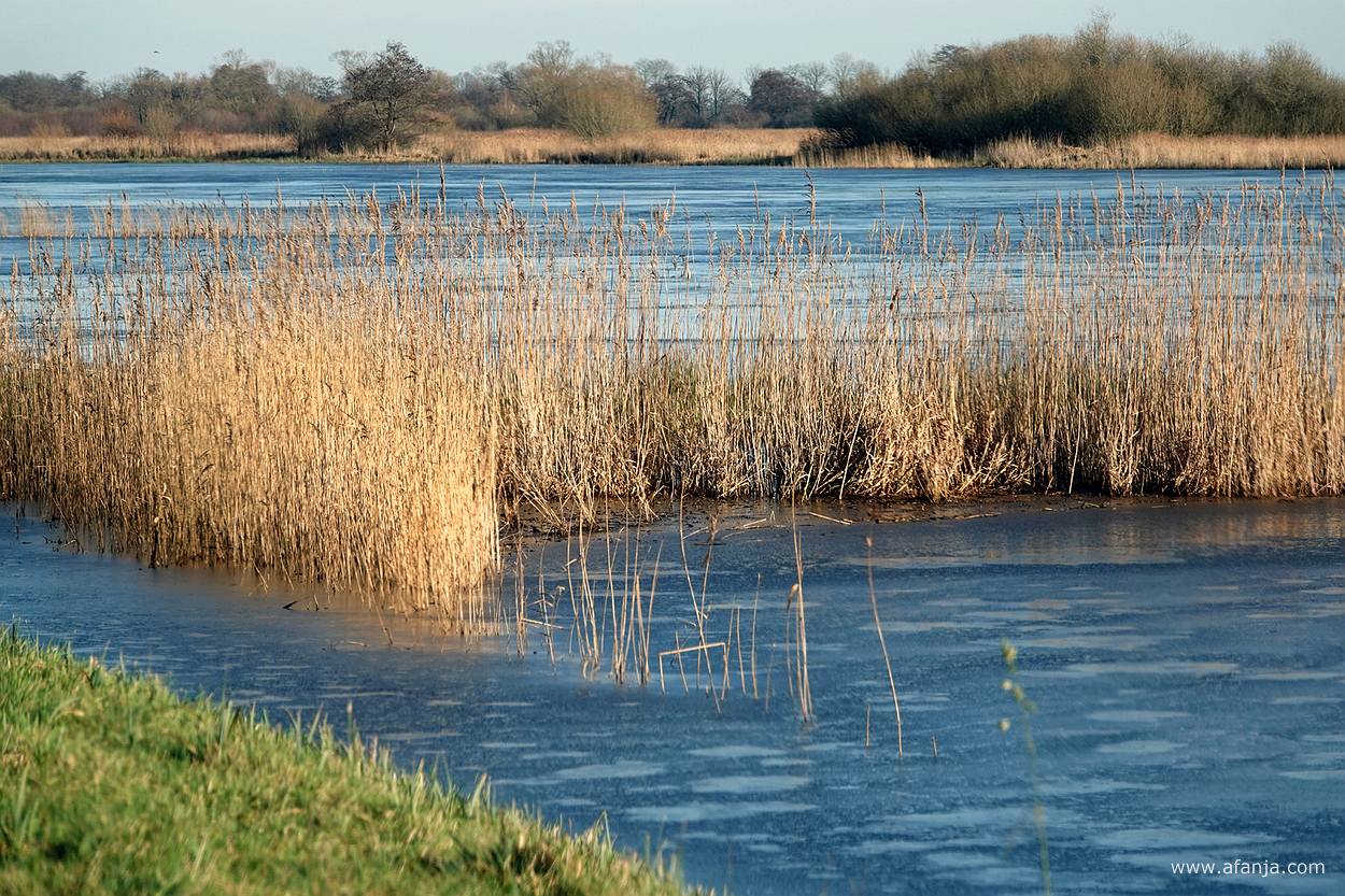 een rietstrookje in een dun laagje ijs met op de achtergrond struikgewas