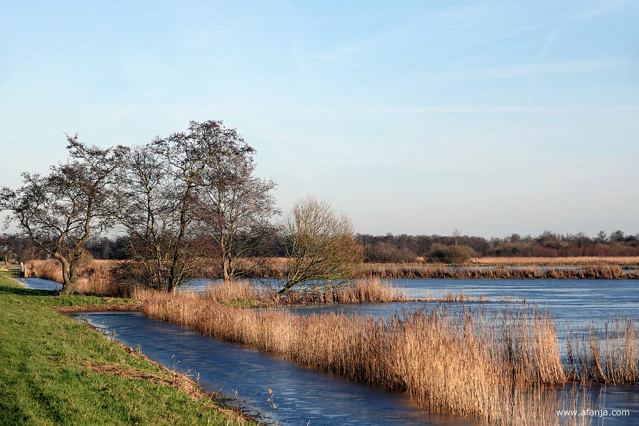 een groepje bomen met op de achtergrond rietland