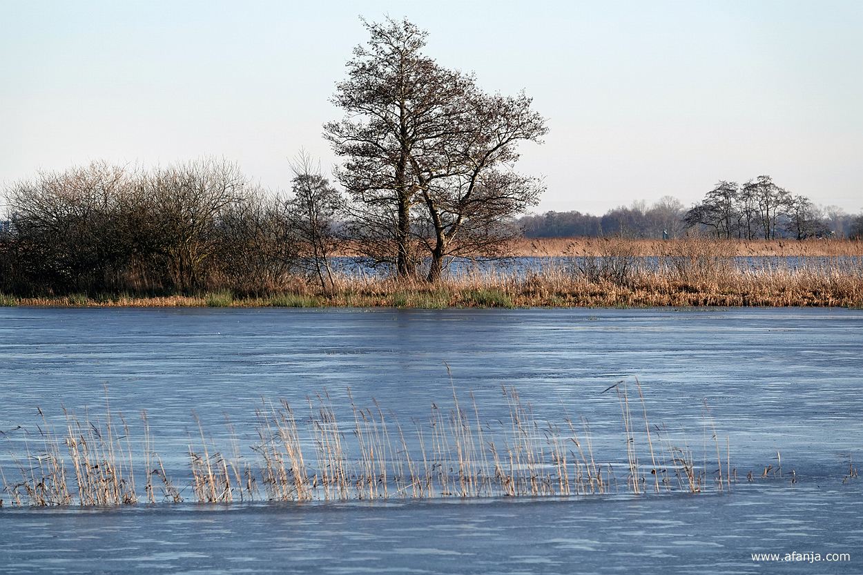 een dun strookje riet in het ijs met op de achtergrond nog een strook riet, een paar bomen en wat struikgewas
