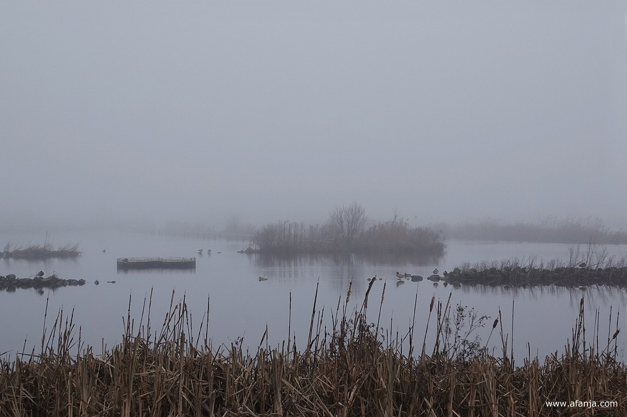 eenden in de mist tussen de eilandjes in it Krûme Gat