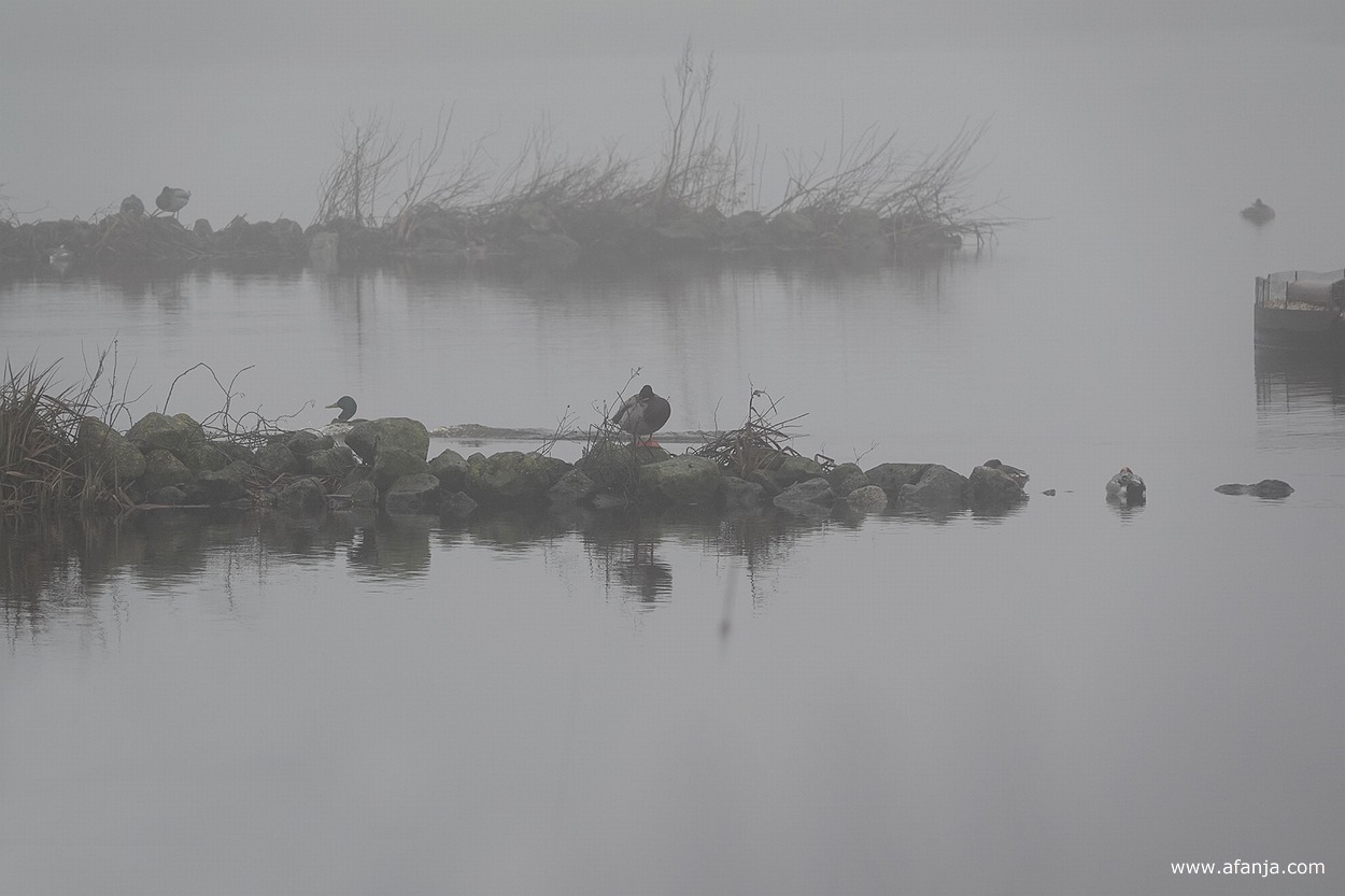 eenden in de mist op en tussen de eilandjes in it Krûme Gat