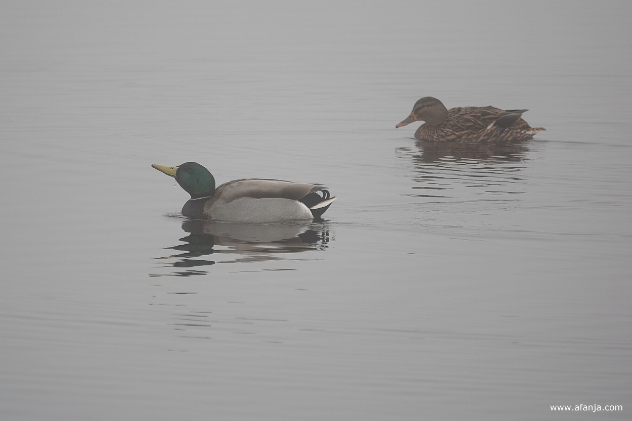 eenden in de mist