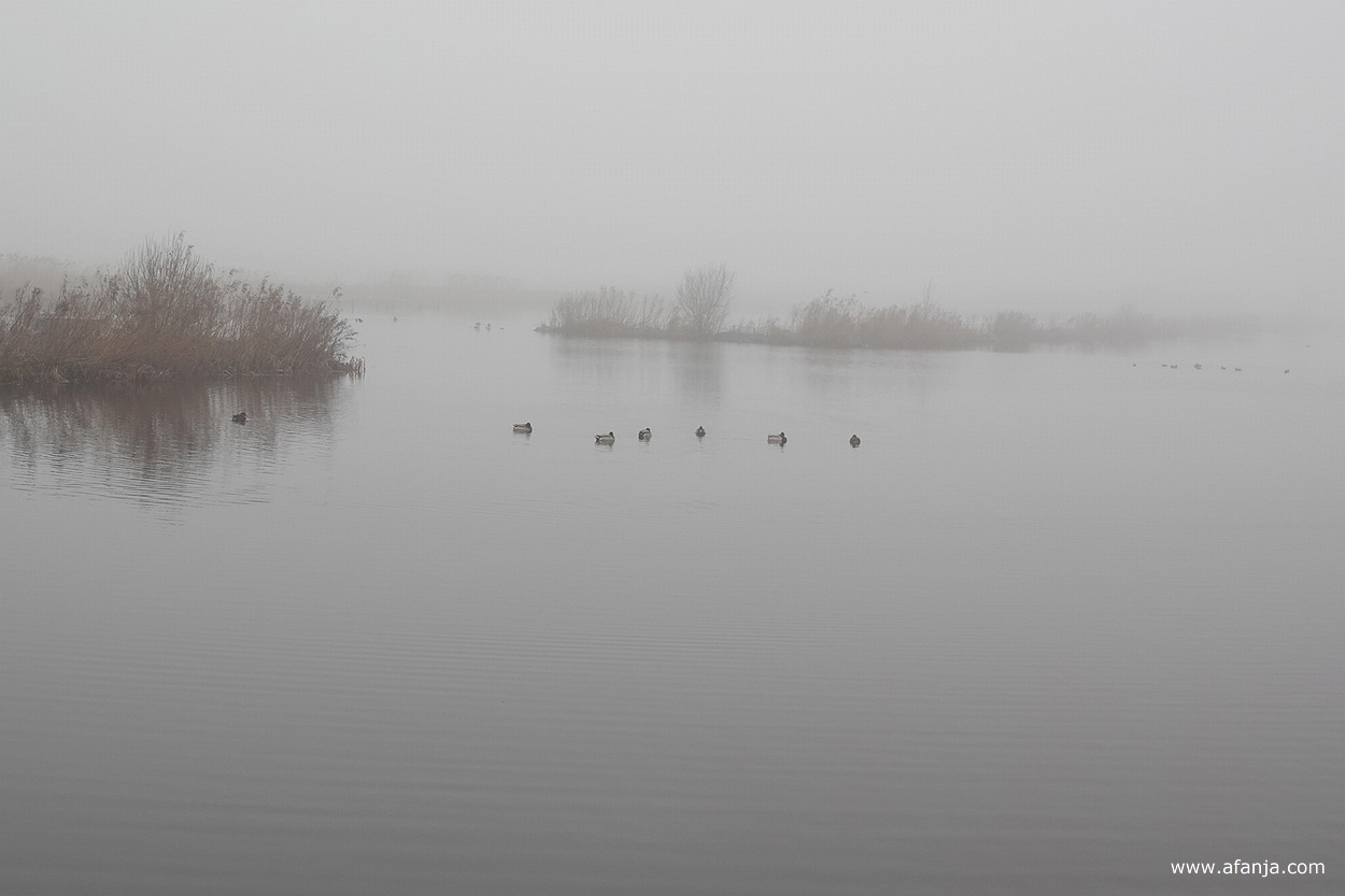 eenden in de mist