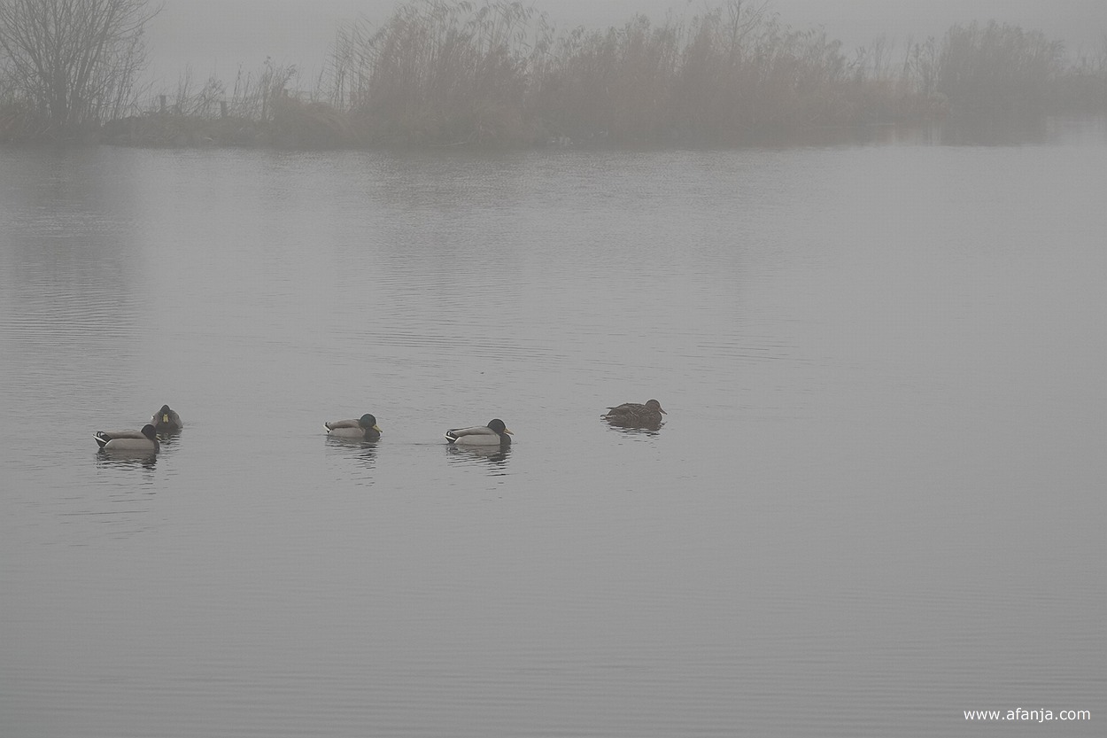 eenden in de mist