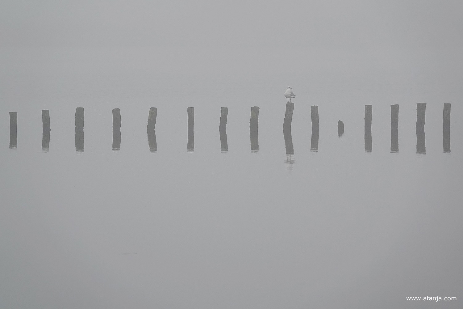 een rij paaltjes met een meeuw in de mist
