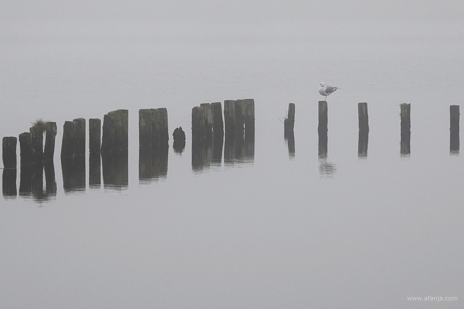 twee rijen met paaltjes met een meeuw in de mist