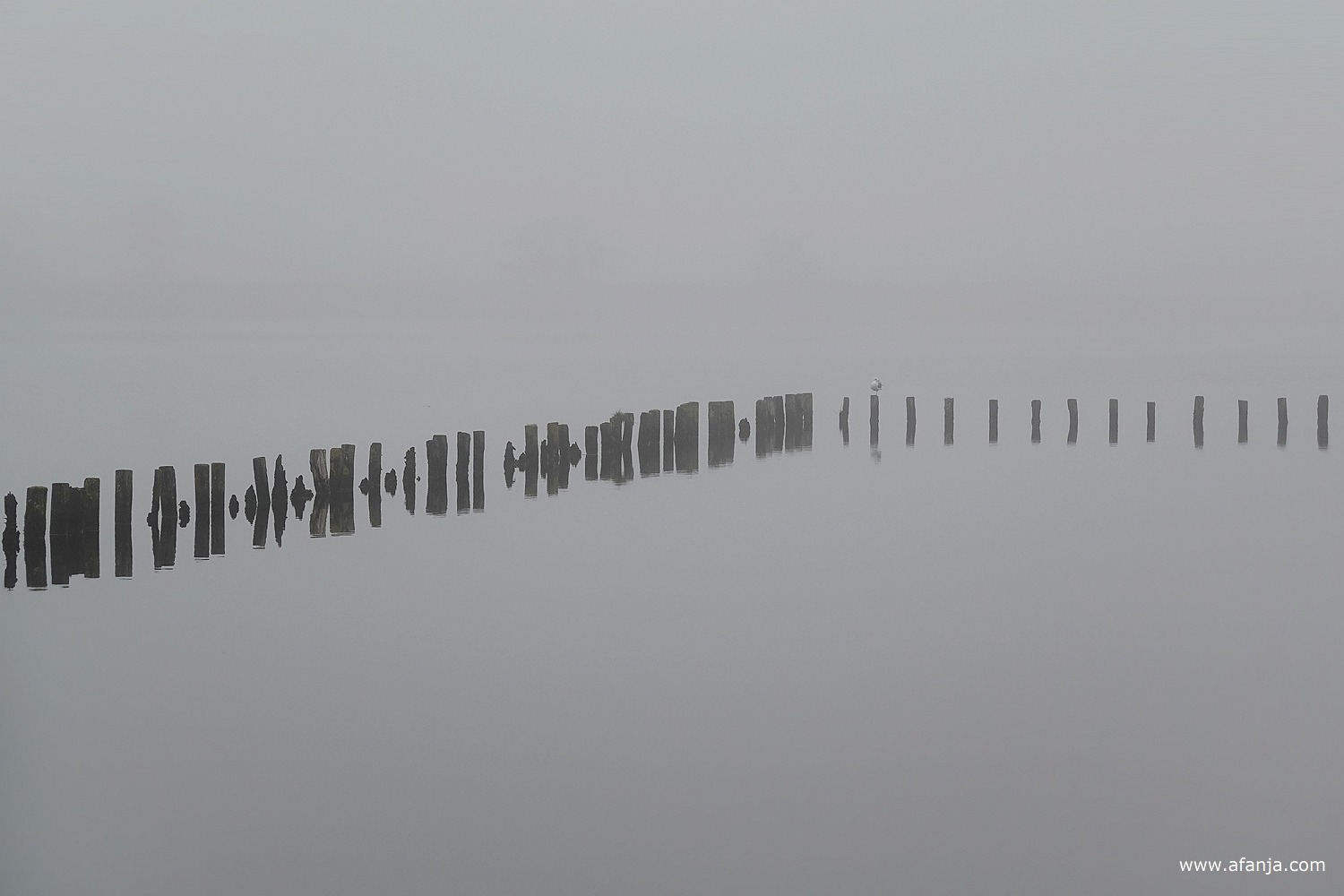 twee rijen met paaltjes met een meeuw in de mist