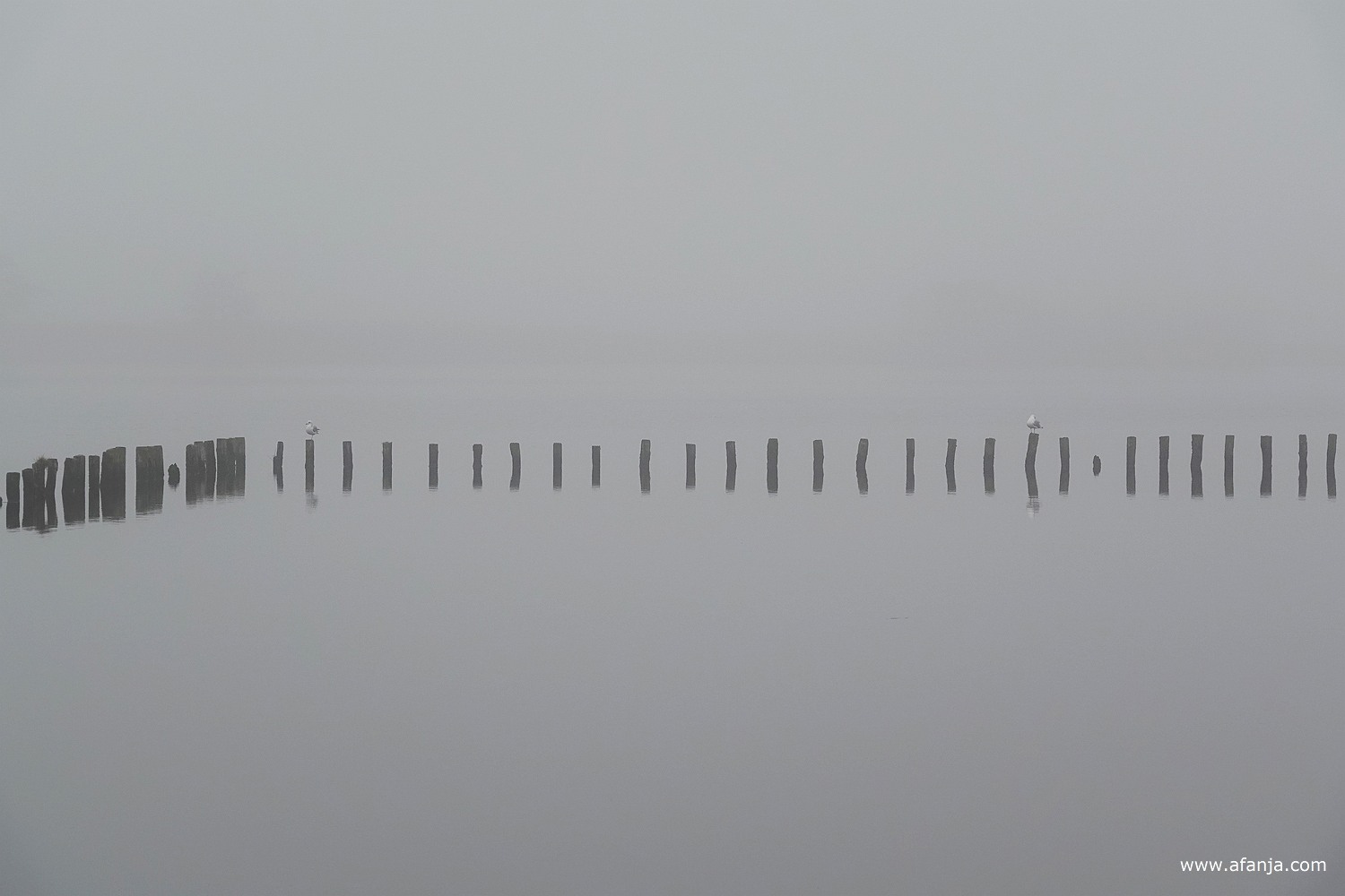 twee rijen met paaltjes met een meeuw in de mist