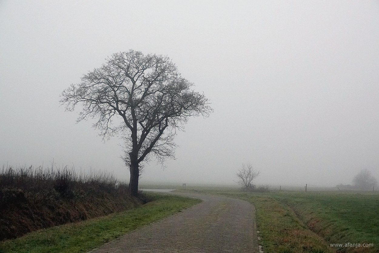 een boom langs de weg in de mist