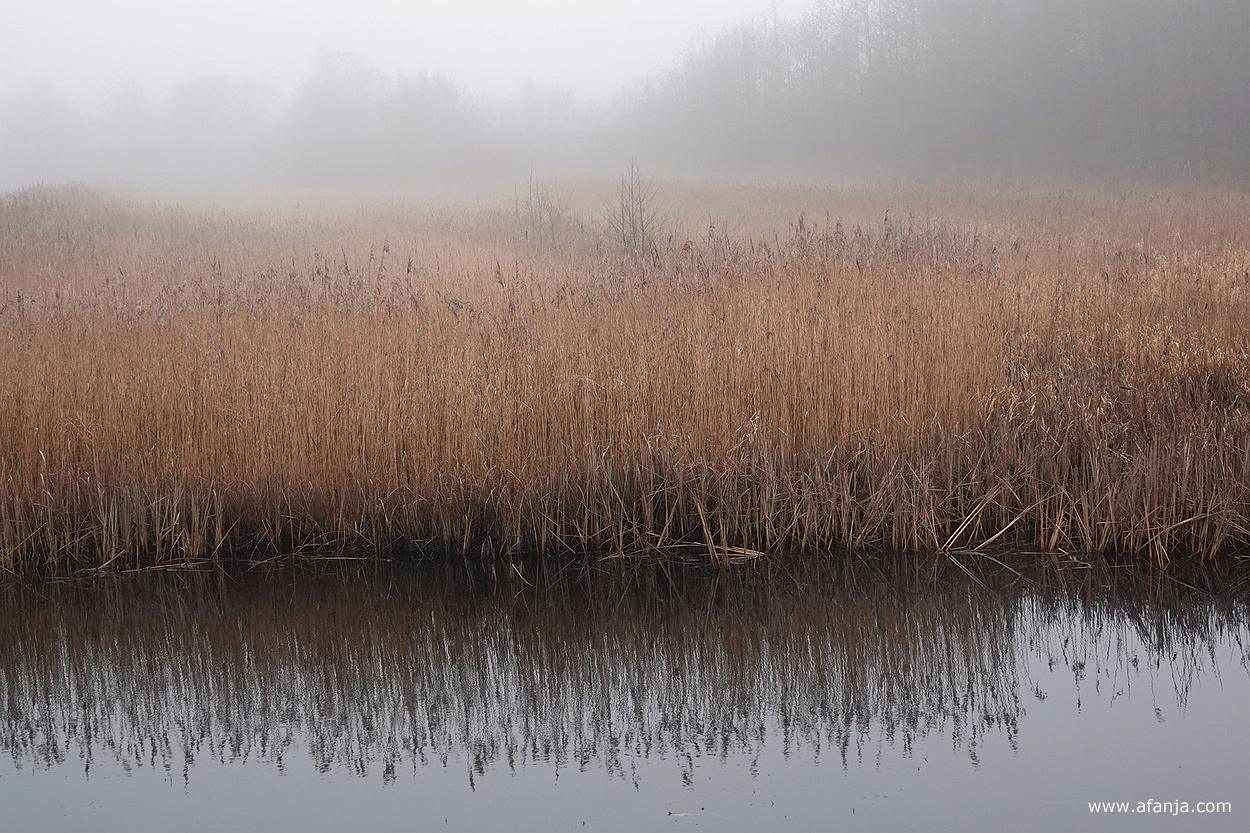 rietland in de Weerribben in de mist