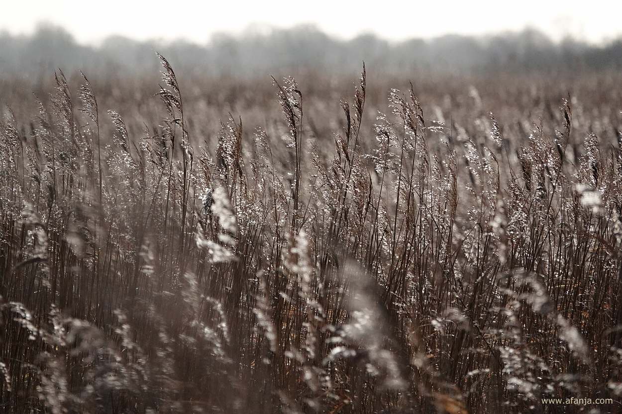 glanzend riet bij de Leijen
