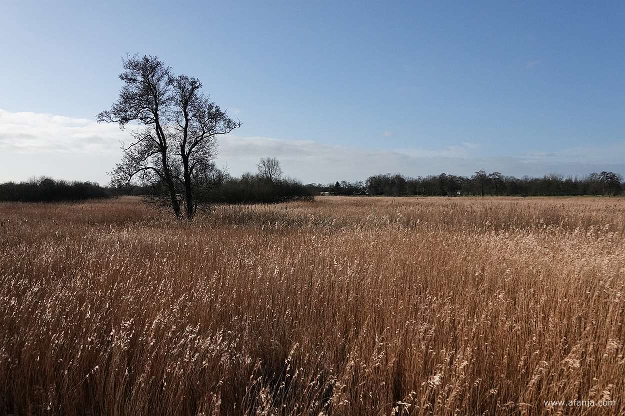 glanzend riet bij de Leijen