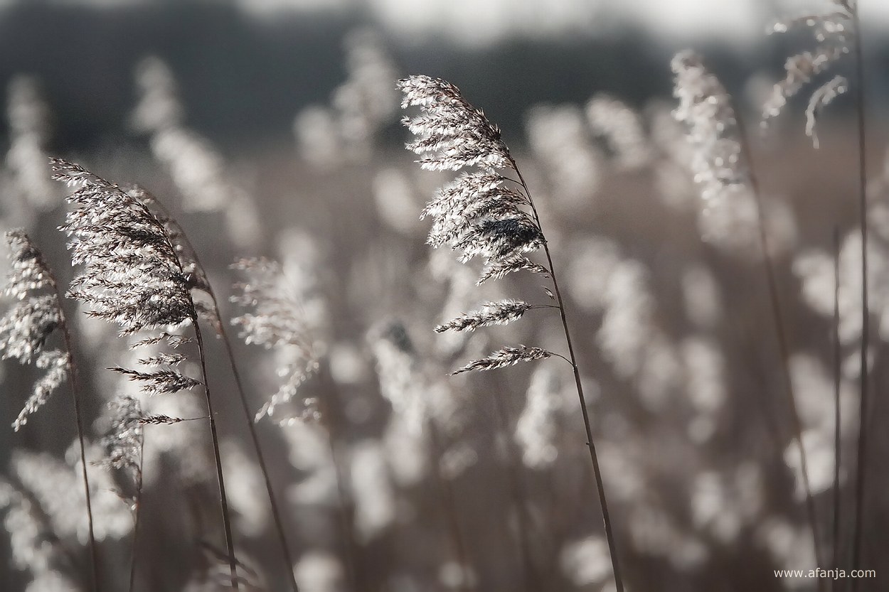 in zon en wind wuivende rietpluimen