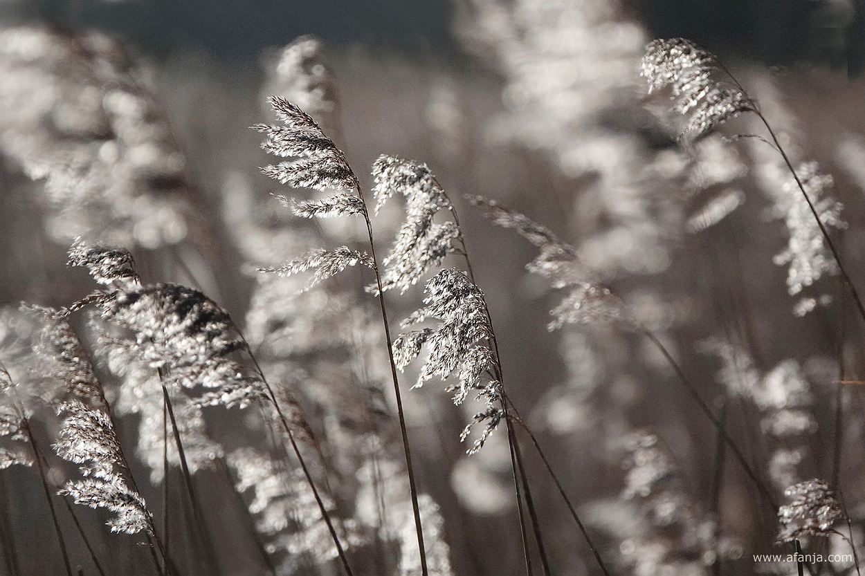 in zon en wind wuivende rietpluimen