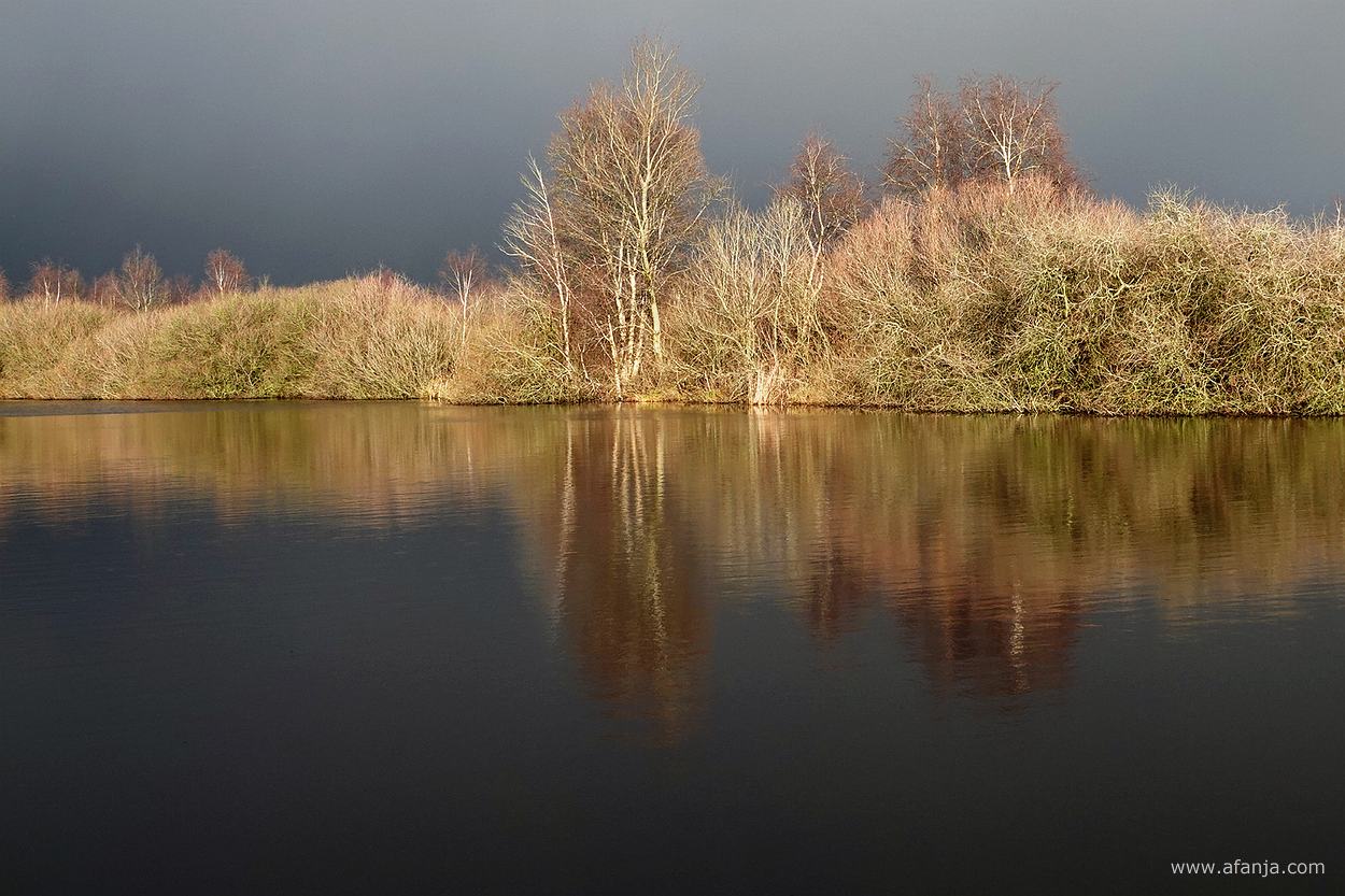 struikgewas op een oostelijke oever van een petgat in De Deelen, belicht door fel zonlicht tegen een naderende bui op de achtergrond