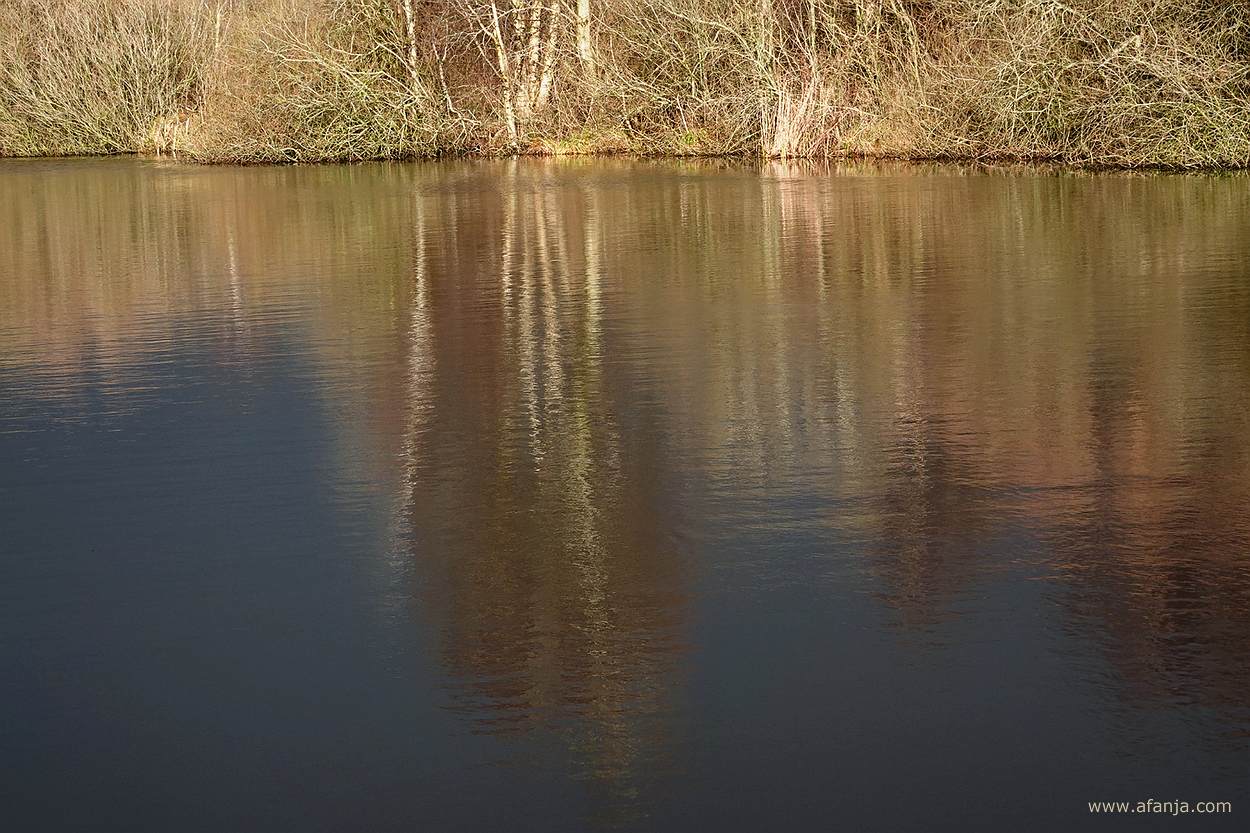 weerspiegeling van fel belichte bomen en struiken aan de waterkant